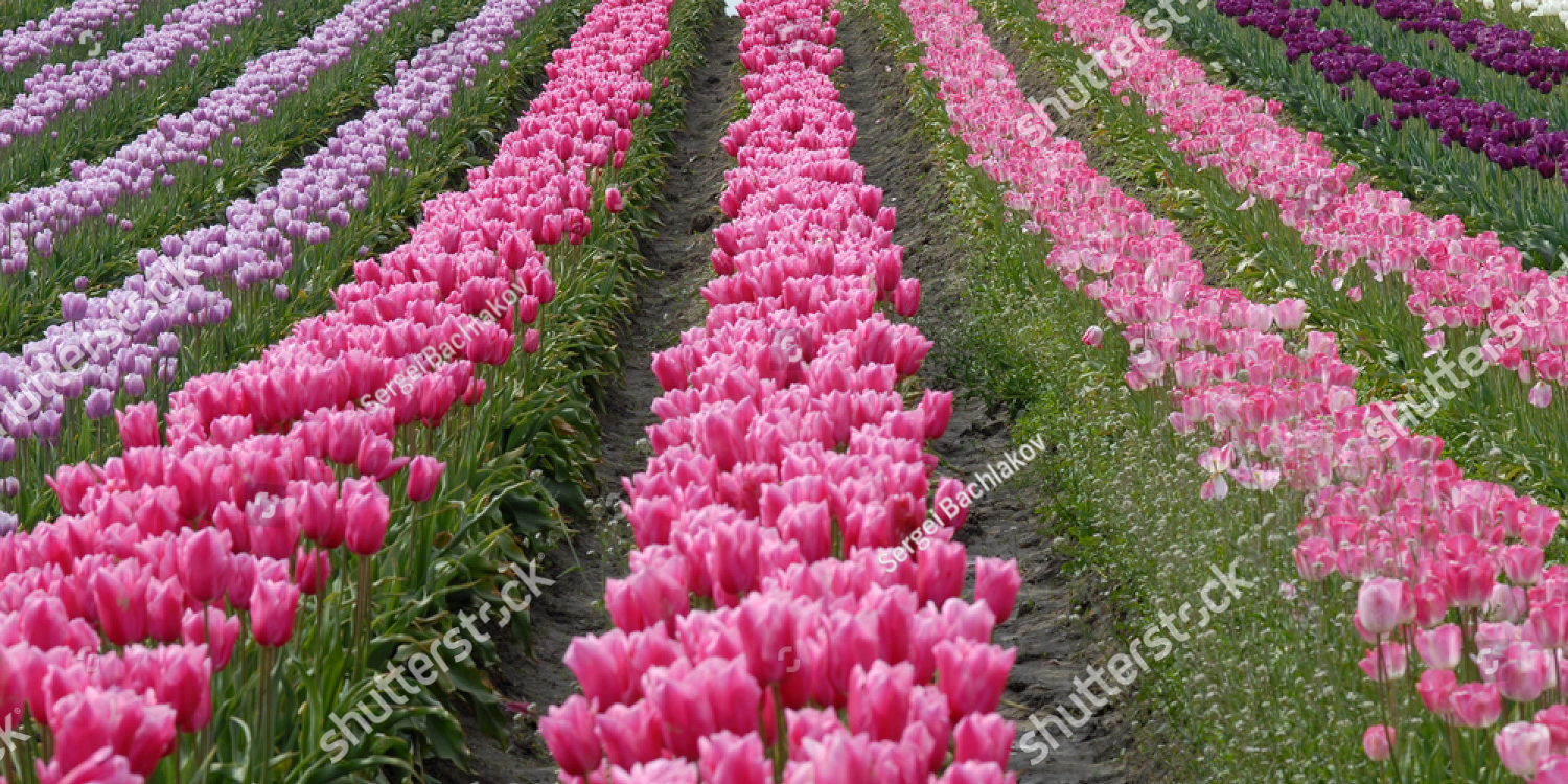 Tulips and Canals in Holland