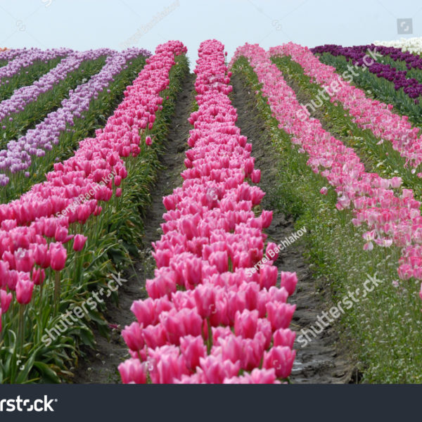 Tulips and Canals in Holland